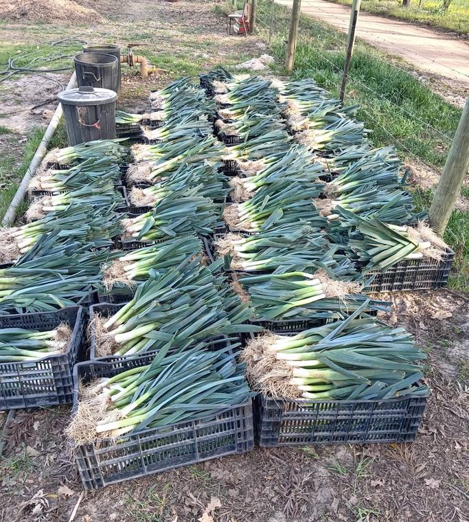 Rows of harvested leeks laid out in crates in the Camphill gardens