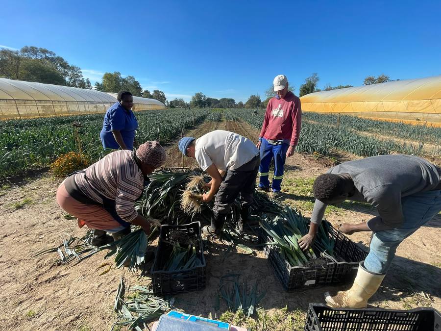 Residents and the garden team harvesting leeks together in the field