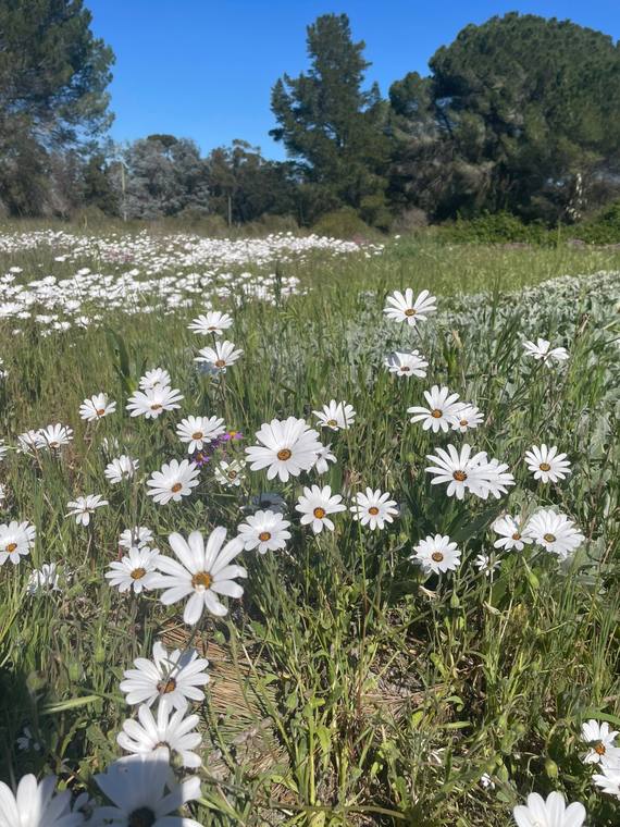 A field of white daisies in full flower at Camphill Village